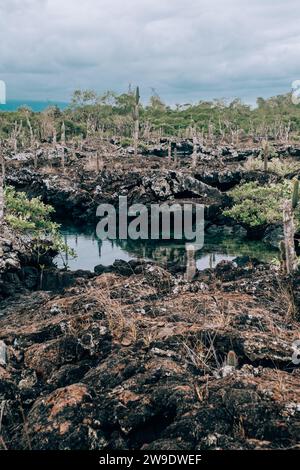 Ruhiges Wasser umgeben von Felsformationen und Kakteen in Los Tuneles, Isla Isabela, Galapagos, Ecuador Stockfoto