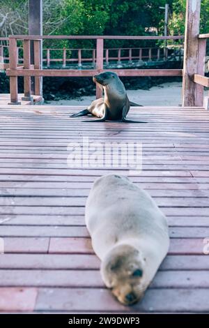 Seelöwen ruhen auf einem Holzdeck in Los Tuneles, Isla Isabela, Galapagos, Ecuador. Stockfoto