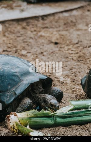 Zwei riesige Galapagos-Schildkröten essen grüne Pflanzen auf Isla Isabela, Galapagos, Ecuador, und zeigen ihr Fütterungsverhalten und ihre einzigartigen Texturen. Stockfoto