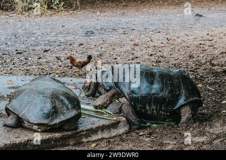 Zwei riesige Galapagos-Schildkröten essen grüne Pflanzen auf Isla Isabela, Galapagos, Ecuador, und zeigen ihr Fütterungsverhalten und ihre einzigartigen Texturen. Stockfoto