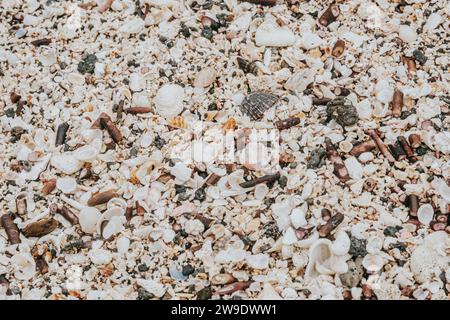 Nahaufnahme verschiedener Muscheln und Korallenfragmente an einem Strand in Isla Isabela, Galapagos, Ecuador Stockfoto