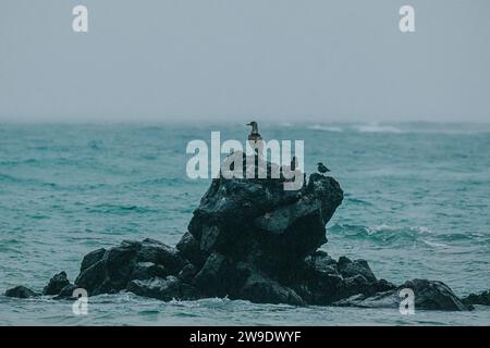 Blaufüßige Tölpel auf schwarzen Vulkanfelsen entlang der Küste von Isla Isabela, Galapagos, Ecuador. Stockfoto