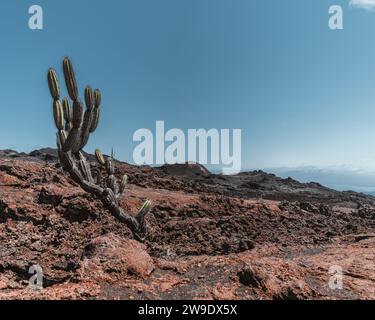 Vulkanisches Gelände mit Kakteen auf dem Vulkan Chico, Isla Isabela auf den Galapagos-Inseln, Ecuador, unter einem klaren blauen Himmel. Stockfoto