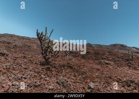 Vulkanisches Gelände mit Kakteen auf dem Vulkan Chico, Isla Isabela auf den Galapagos-Inseln, Ecuador, unter einem klaren blauen Himmel. Stockfoto