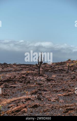 Vulkanisches Gelände mit Kakteen auf dem Vulkan Chico, Isla Isabela auf den Galapagos-Inseln, Ecuador, unter einem klaren blauen Himmel. Stockfoto