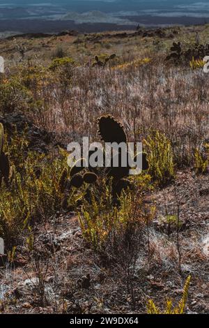 Kakteen und trockene Vegetation auf der vulkanischen Landschaft des Vulkans Chico, Isla Isabela, Galapagos, Ecuador. Stockfoto