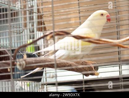 Berlin, Deutschland. Dezember 2023. Dieser Vogel ist seit Weihnachten ein neuer Bewohner im Berliner Tierheim. In der Weihnachtszeit wurden im Berliner Tierheim wieder mehr gefundene Tiere aufgenommen als im vergangenen Jahr. Quelle: Paul Zinken/dpa/Alamy Live News Stockfoto