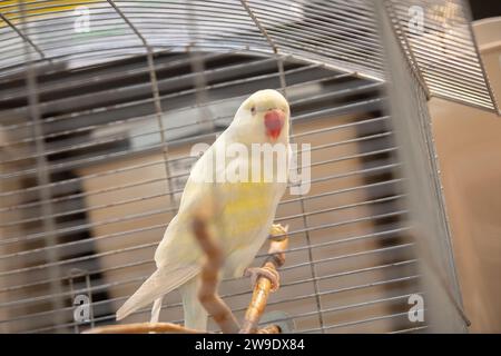 Berlin, Deutschland. Dezember 2023. Dieser Vogel ist seit Weihnachten ein neuer Bewohner im Berliner Tierheim. In der Weihnachtszeit wurden im Berliner Tierheim wieder mehr gefundene Tiere aufgenommen als im vergangenen Jahr. Quelle: Paul Zinken/dpa/Alamy Live News Stockfoto