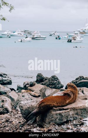 Seelöwen ruhen am felsigen Ufer mit Fischerbooten im Hintergrund auf San Cristobal Island, Galapagos, Ecuador Stockfoto