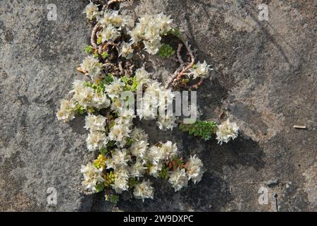 Nagelkraut, Paronychia kapela, kleine weiße Blüten, die auf einem Felsen wachsen Stockfoto