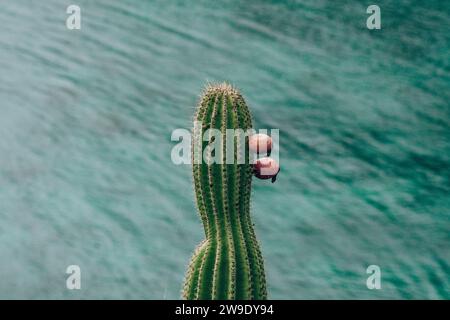 Ein hoher Kakteen mit Früchten vor einem klaren blauen Himmel auf der Insel San Cristobal, Galapagos, Ecuador Stockfoto