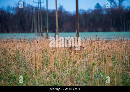 Hirsche, die im Winter hinter hohem Gras in die Kamera schauen Stockfoto