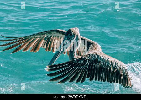 Ein Pelikan breitet seine Flügel über dem türkisfarbenen Wasser der Insel San Cristobal, Galapagos, Ecuador aus Stockfoto