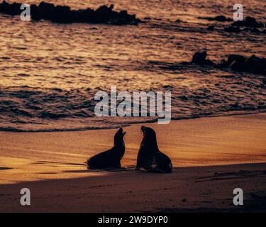 Seelöwen, der sich im Sonnenuntergang am Strand von San Cristobal Island, Galapagos, Ecuador, sonnt. Stockfoto