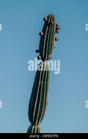 Ein hoher Kakteen mit Früchten vor einem klaren blauen Himmel auf der Insel San Cristobal, Galapagos, Ecuador. Stockfoto