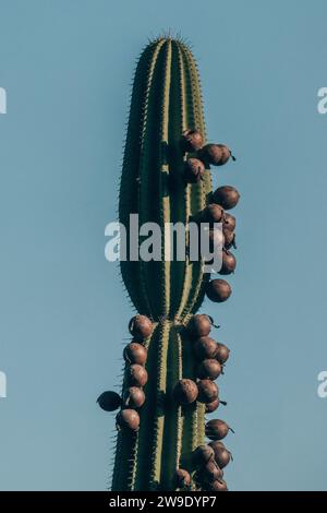 Ein hoher Kakteen mit Früchten vor einem klaren blauen Himmel auf der Insel San Cristobal, Galapagos, Ecuador. Stockfoto