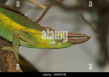 Colorful closeup on a Jackson's or Three-horned Chameleon, Trioceros jacksonii sitting in the vegetation Stockfoto