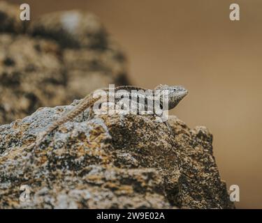 Eine Nahaufnahme einer Lavaechse auf einem Felsen auf den Galapagos-Inseln in Ecuador Stockfoto