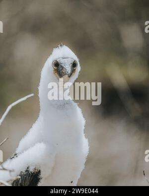 Jungtiere von Rotblaufüßen in Punta Pitt San Cristobal, Galapagos Inseln, Ecuador Vogelwelt Stockfoto