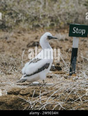 Jungtiere von Rotblaufüßen in Punta Pitt San Cristobal, Galapagos Inseln, Ecuador Vogelwelt Stockfoto
