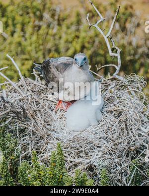 Rotfuß-Booby mit Chick, San Cristobal, Galapagos Stockfoto