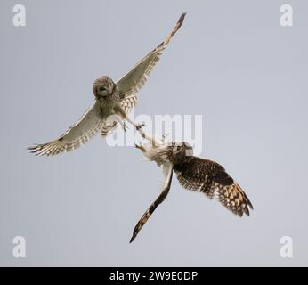 Ein Paar kurzohrige Eulen (Asio flammeus) in einem Territorialstreit um Norfolk Grasland Stockfoto