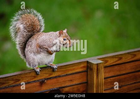 Kurioses Eastern Grey Eichhörnchen, auch graues Eichhörnchen (Sciurus carolinensis), das auf einem Zaun sitzt, Großbritannien Stockfoto