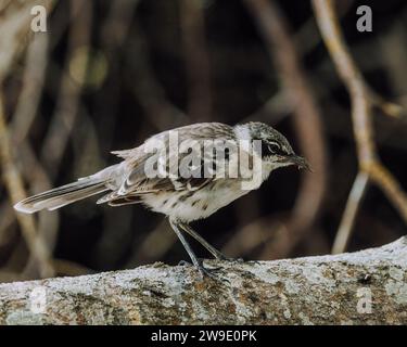 Galapagos Mockingbird auf den Galapagos-Inseln Stockfoto