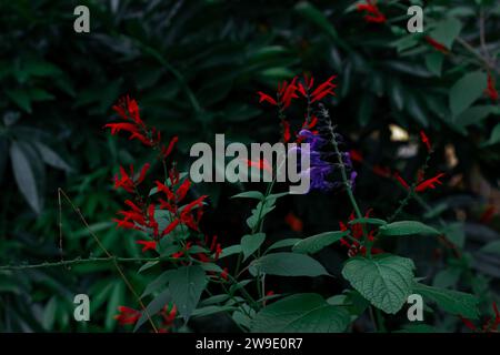 Brasilianische Anisesage. Salvia guaranitica auf grünem Hintergrund. Winzige violette und rote Blumen im schattigen Garten. Kleine Blütenknospen. Staudenpflanzen blühen. Stockfoto