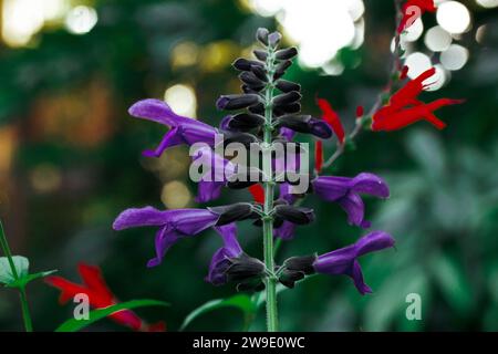 Brasilianische Anisesage. Salvia guaranitica auf grünem Hintergrund. Winzige violette und rote Blumen im schattigen Garten. Kleine Blütenknospen. Staudenpflanzen blühen. Stockfoto