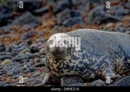 Grau Seal (Halichoerus grypus) Erwachsene Frau, die am Kieselstrand ruht. Stockfoto