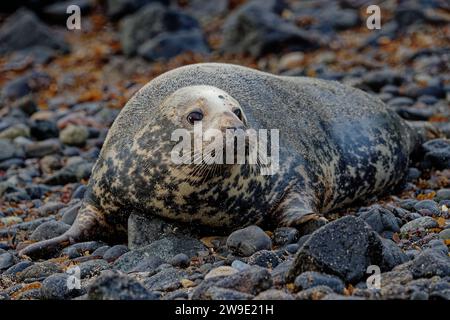 Grau Seal (Halichoerus grypus) Erwachsene Frau, die am Kieselstrand ruht. Stockfoto