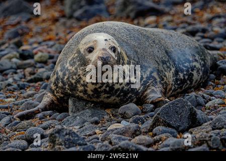 Grau Seal (Halichoerus grypus) Erwachsene Frau, die am Kieselstrand ruht. Stockfoto