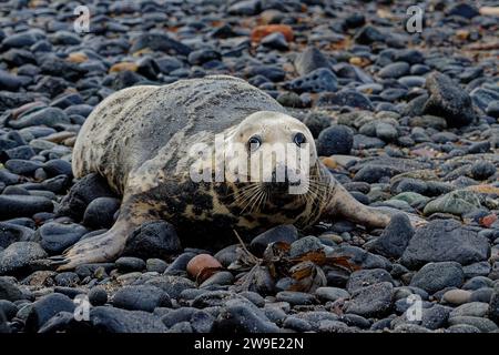 Grau Seal (Halichoerus grypus) Erwachsene Frau, die am Kieselstrand ruht. Stockfoto