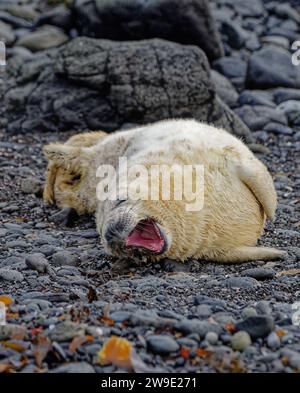 Grausiegel (Halichoerus grypus) Weißes Mänteltier am Kieselstrand Gähnen. Stockfoto