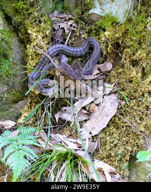 Japanische vierzeilige Ratsnake Stockfoto