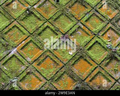 Moos auf Betonfliesen Stockfoto