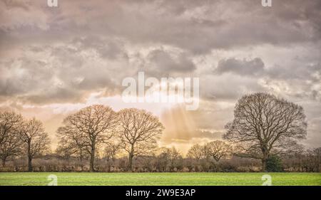 Winterbäume mit ihren Ästen, die nach außen hin auffächeln, stehen mit schweren Wolken hinter ihnen. Im Vordergrund steht Gras und darüber hinaus Hecken. Stockfoto