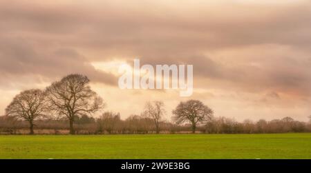 Winterbäume mit ihren Ästen, die nach außen hin auffächeln, stehen mit schweren Wolken hinter ihnen. Im Vordergrund steht Gras und darüber hinaus Hecken. Stockfoto