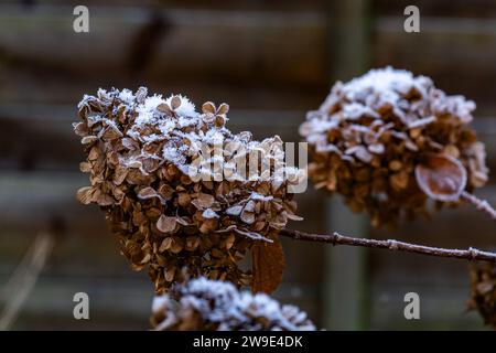 Trockene Hortensie paniculata Blüten bedeckt mit Frost. Stockfoto