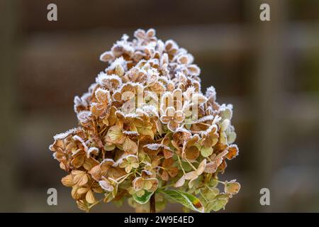 Trockene Hortensie paniculata Blüten bedeckt mit Frost. Stockfoto