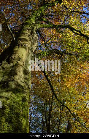 Herbstlicher Baum mit Herbstfarben, geringer Blickwinkel Stockfoto