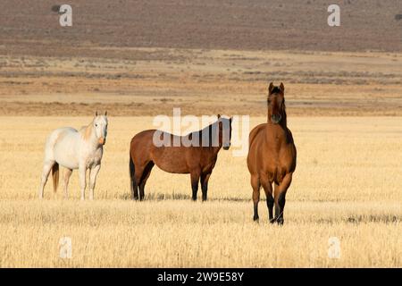 Pferde in Cedar Valley, Utah County, Utah Stockfoto