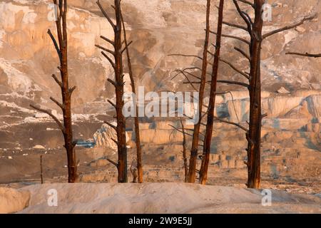 Baumstümpfe auf Engel Terrasse in Mammoth Hot Springs, Yellowstone National Park, Wyoming Stockfoto