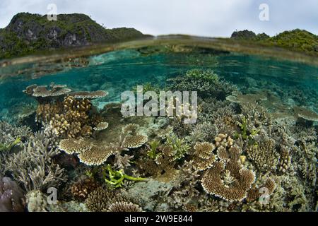 Eine spektakuläre Vielfalt an Korallen und Fischen gedeiht an einem flachen Korallenriff in Raja Ampat, Indonesien. Diese Region unterstützt eine hohe biologische Vielfalt der Meere. Stockfoto