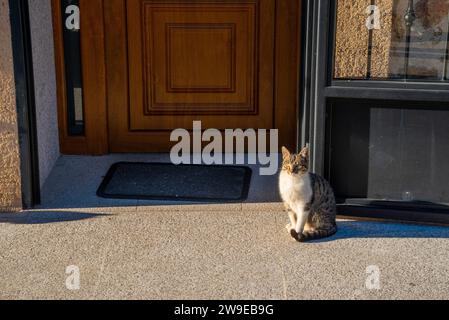 Tabby und weiße Katze sitzen an einer Tür Stockfoto