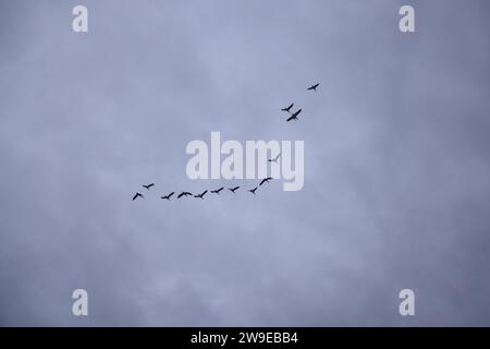 Fuhlen, Deutschland. Dezember 2023. Zugvögel fliegen vor dunklen Wolken vorbei. Quelle: OLE Spata/dpa/Alamy Live News Stockfoto