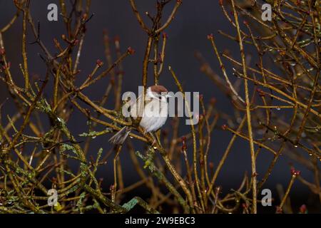 Passer montanus Familie Passeridae Gattung Passer Eurasischer Baumspatzen Deutscher Spatzen Stockfoto