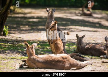 Das große Familienkänguru liegt auf dem Rasen. Tierische Natur Hintergrund. Wild Life Protect-Thema. Sommer im Zoo von Berlinen Stockfoto