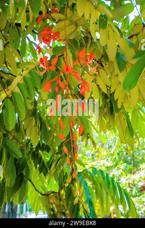 Amherstia Nobilis (Noble Amherstia) Blume, mit üppigen Vordergrundpflanzen in perfekter Nahaufnahme von lebendigem Licht. Helle scharlachrote lange, dünne Blüte auf Grün Stockfoto